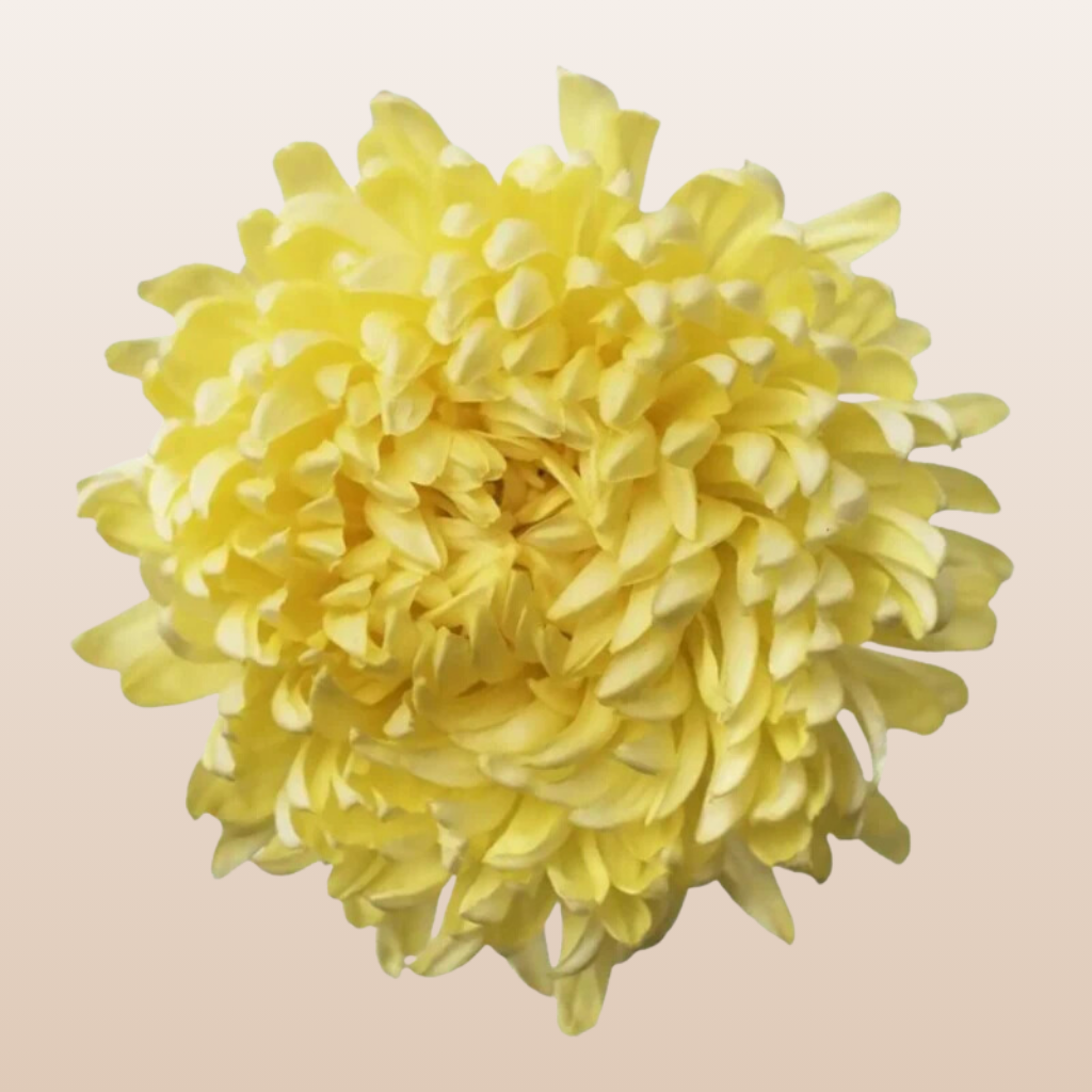 Conaco Yellow Yellow Chrysanthemum