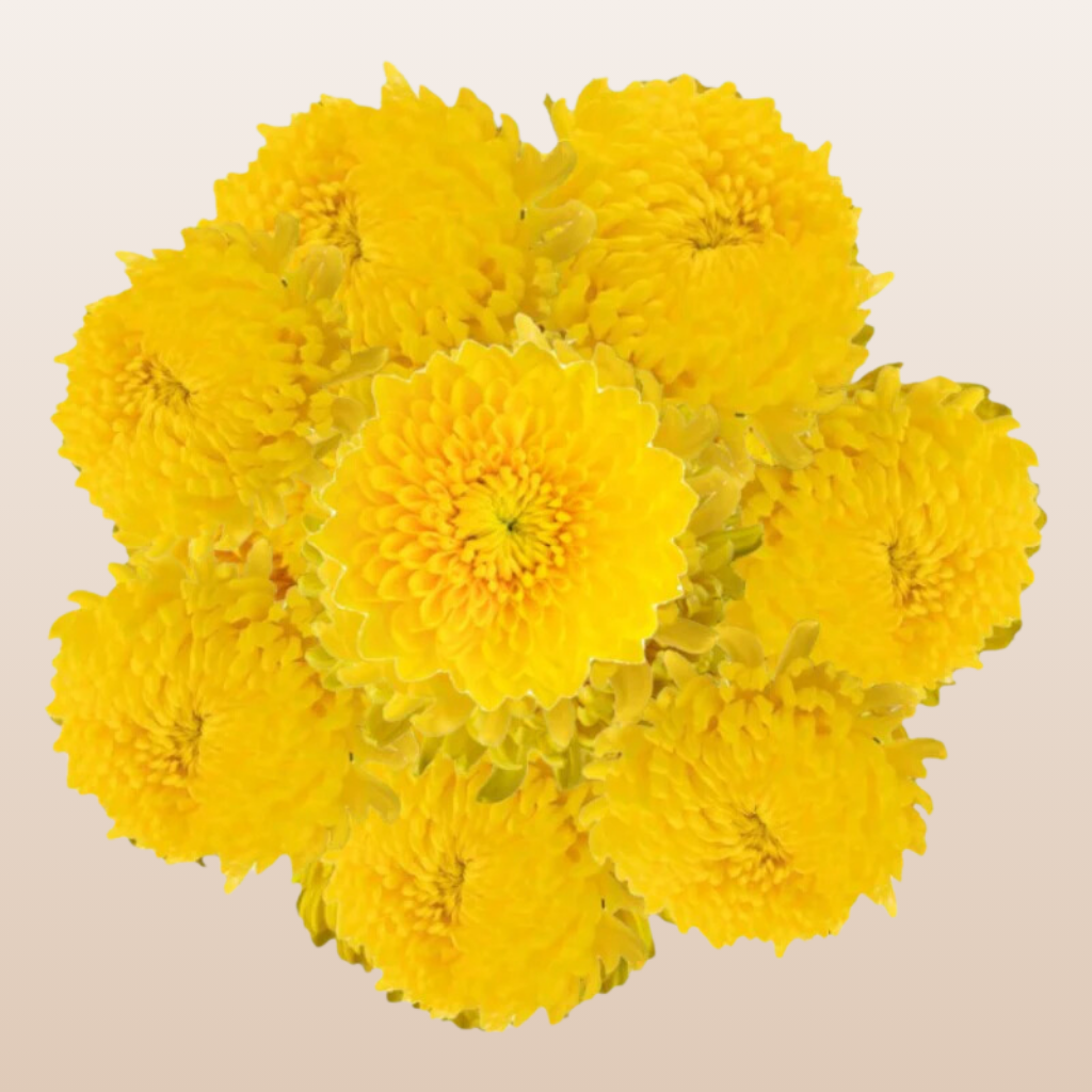 Conaco Yellow Yellow Chrysanthemum Flower Guldavri Chrysanthemums Yellow Flowering