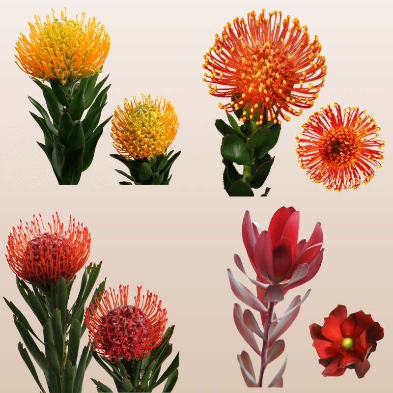 Luxury Protea Combo Box featuring Yellow, Orange and Red Pincushion Proteas with Safari Sunset foliage harvested fresh in Ecuador.