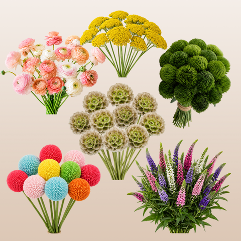 Designer Combo Box featuring Ranunculus, Green Ball Dianthus, Veronica, Achillea, Craspedia, and Scabiosa Stellata harvested fresh in Ecuador.