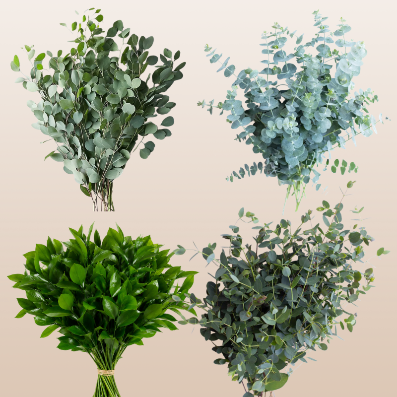 Greenery Essentials Combo Box featuring Silver Dollar Eucalyptus, Baby Blue Eucalyptus, Parvula Eucalyptus, and fresh Ruscus harvested in Ecuador.