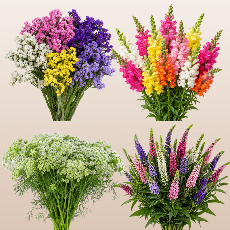 Florist Essentials Combo Box #16 - Statice, Snapdragon, Veronica & Ammi Majus