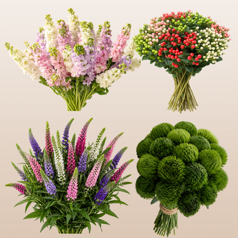 Designer Combo Box featuring assorted Stock Flowers, Veronica, Hypericum berries, and Green Ball Dianthus harvested fresh in Ecuador for professional florists.