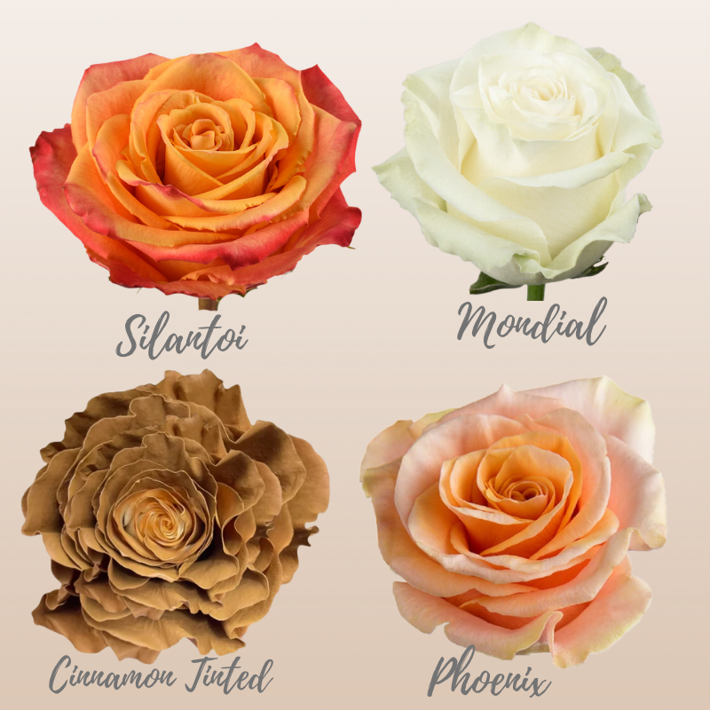 Rose Autumn Assorted