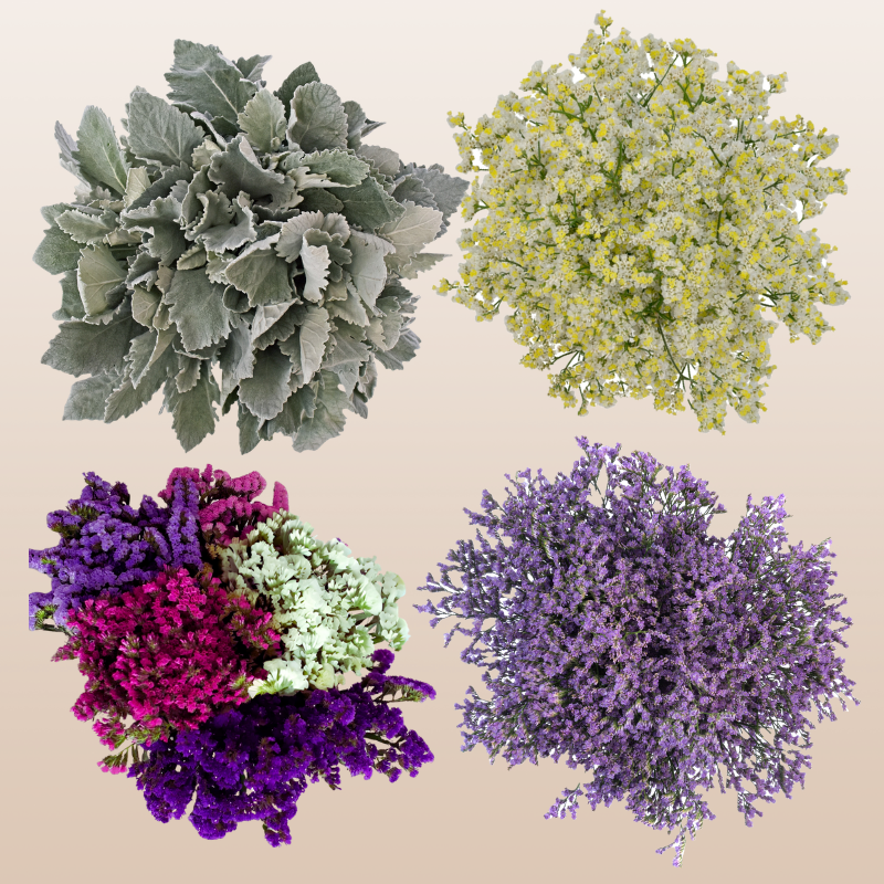 DIY Filler Flower Combo Box #1 Limonium, Statice & Dusty Miller -PK98