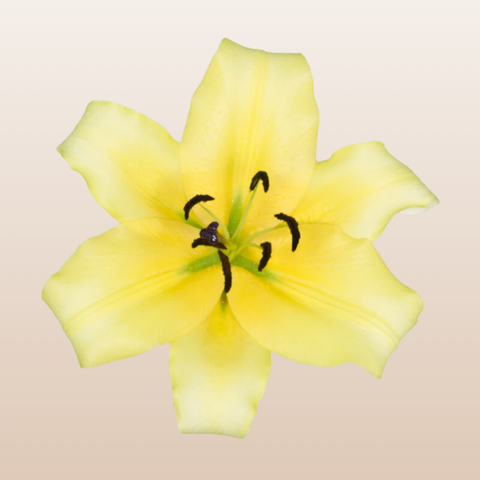Concador Yellow Oriental Lilies