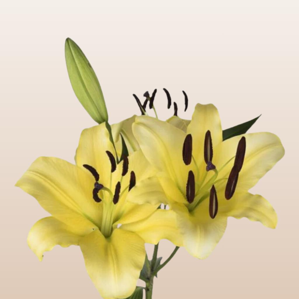 Concador Yellow Oriental Lilies