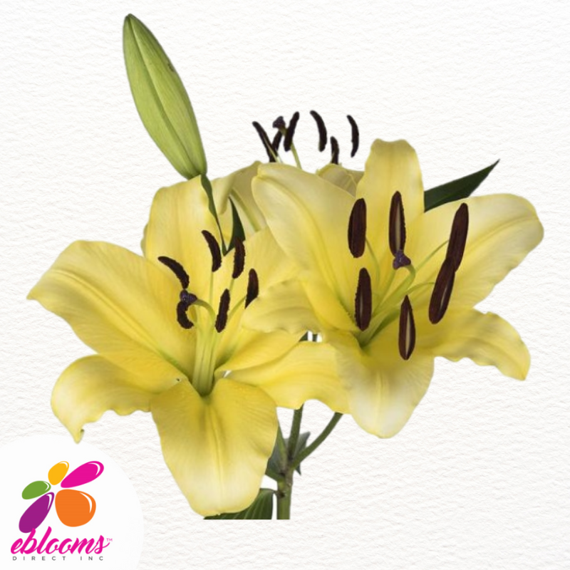 Concador Yellow Oriental Lilies - EbloomsDirect
