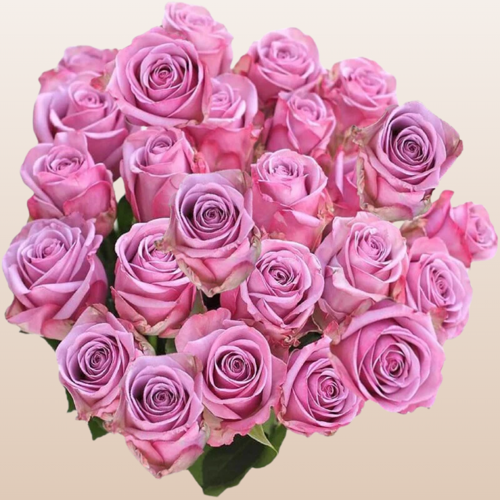 Wicked Cool Roses Cool Water Rose Flower