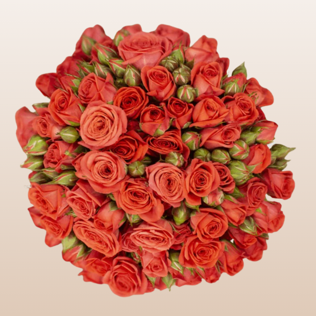 Corcega Orange Spray Roses