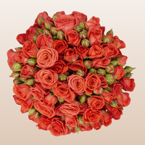 Corcega Orange Spray Roses