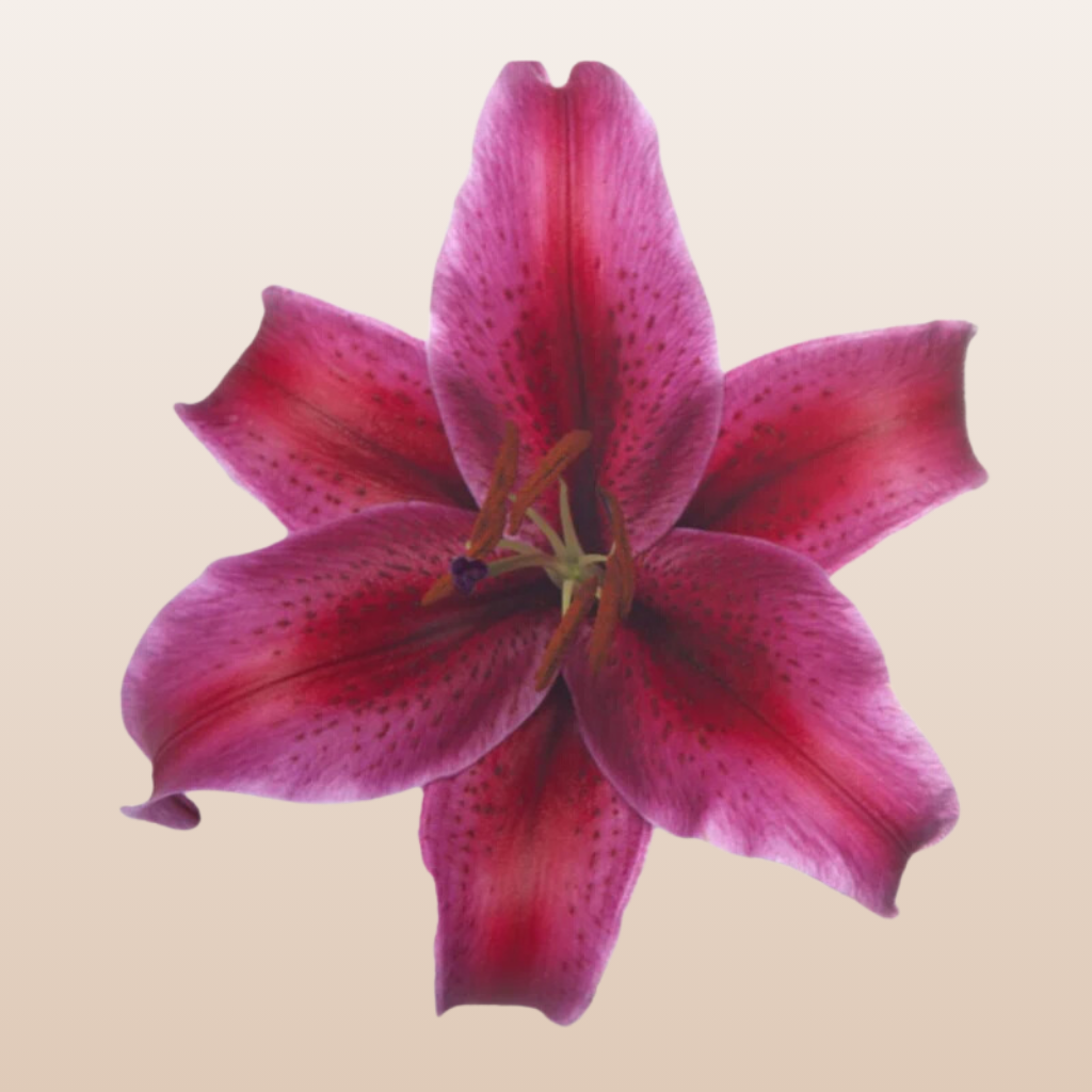 Corvara Red Oriental Lilies