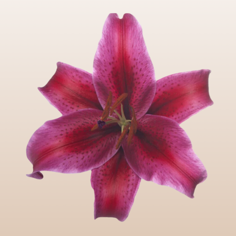 Corvara Red Oriental Lilies