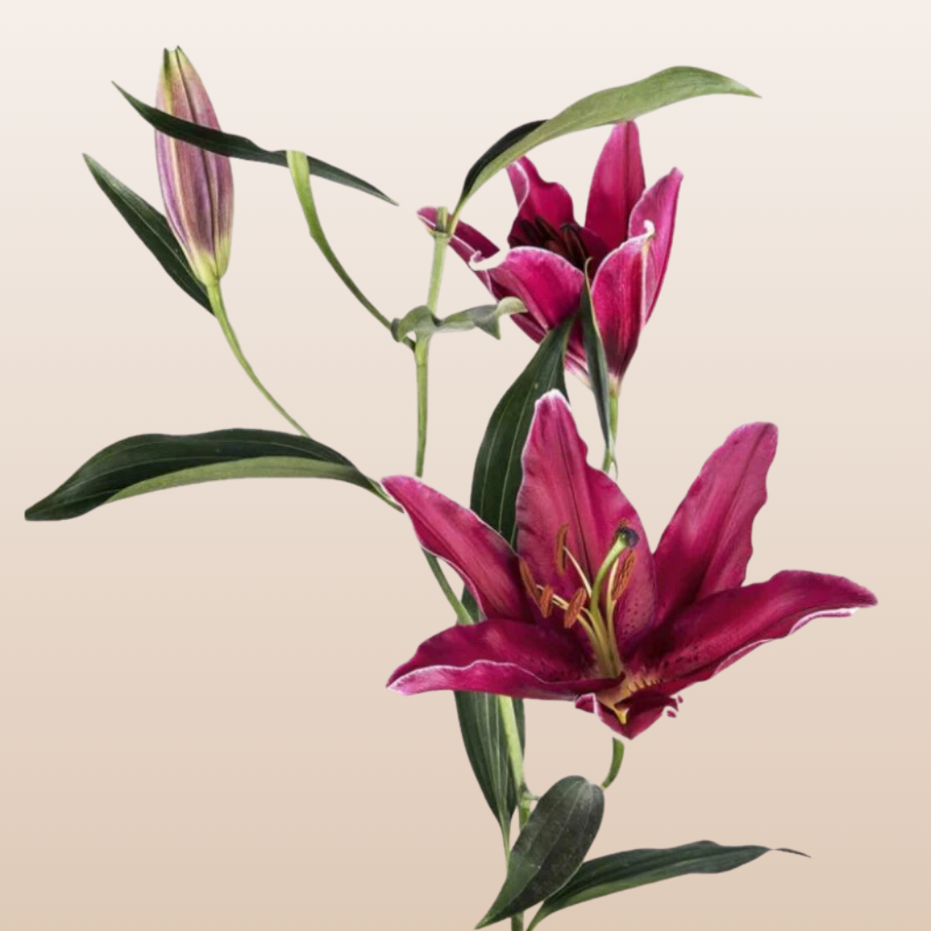 Corvara Red Oriental Lilies