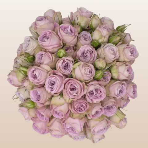 Cozumel Lavender Spray Roses