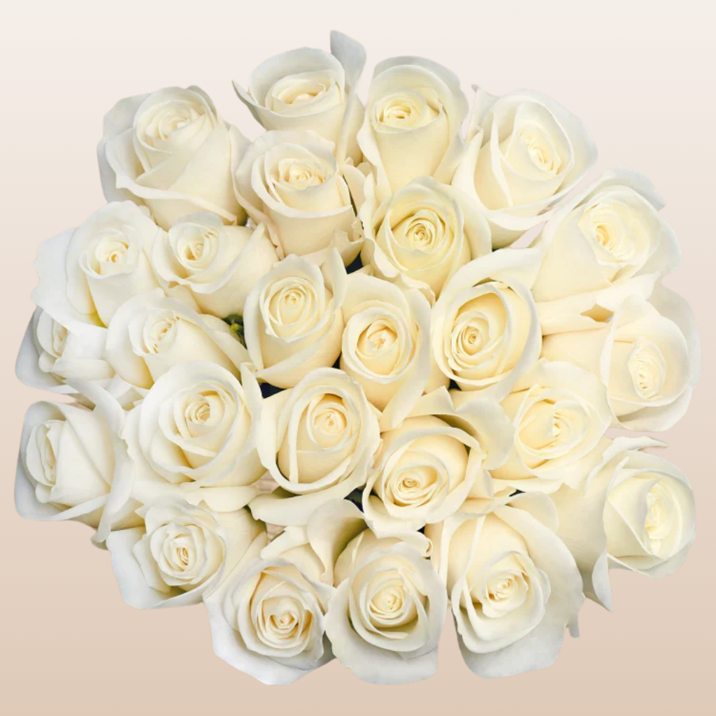 Cream Roses