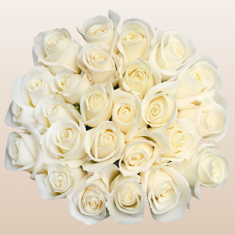 Cream Roses