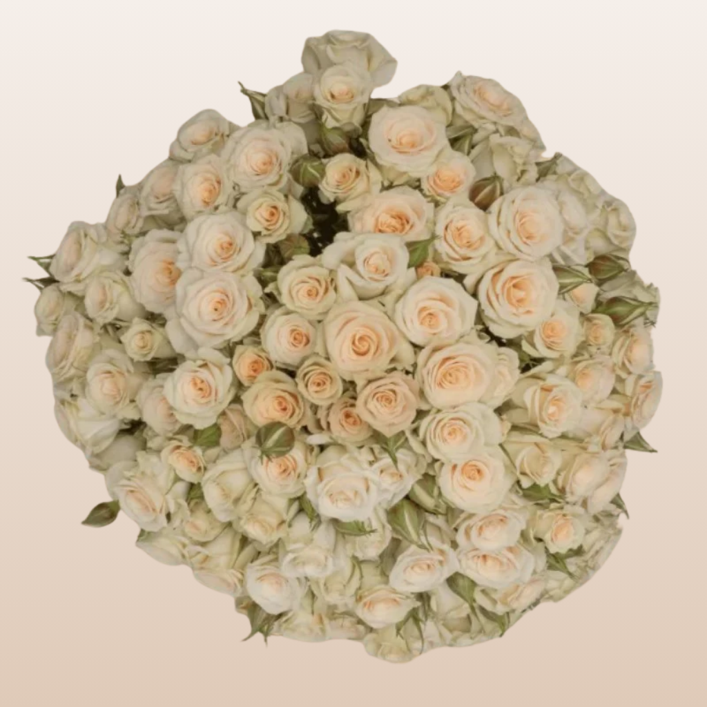 Creta Peach Spray Roses