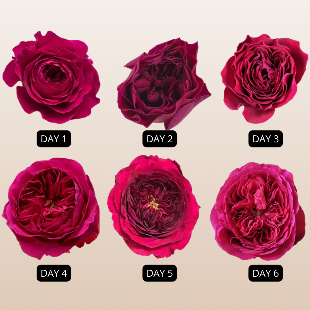 Darcey David Austin Garden Roses