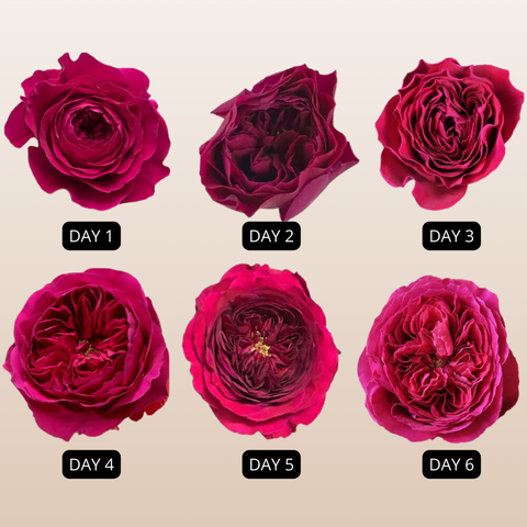 Darcey David Austin Garden Roses