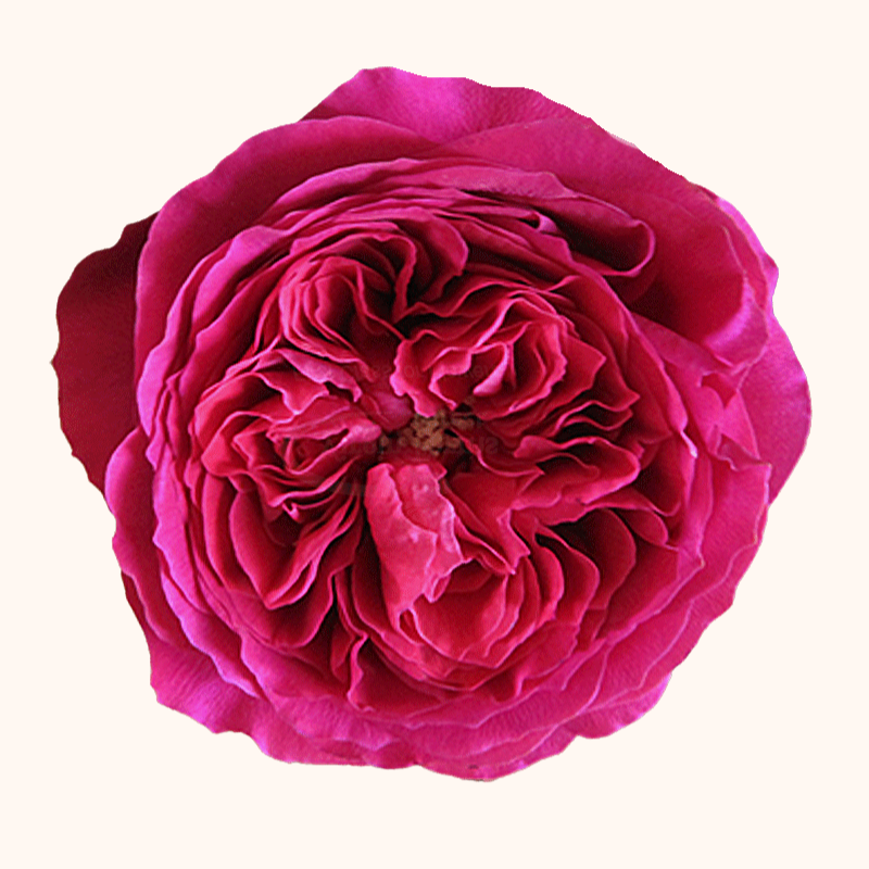 Darcey David Austin Garden Roses