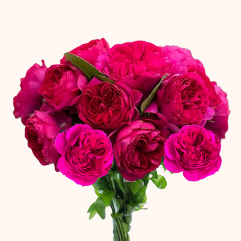 Darcey David Austin Garden Roses