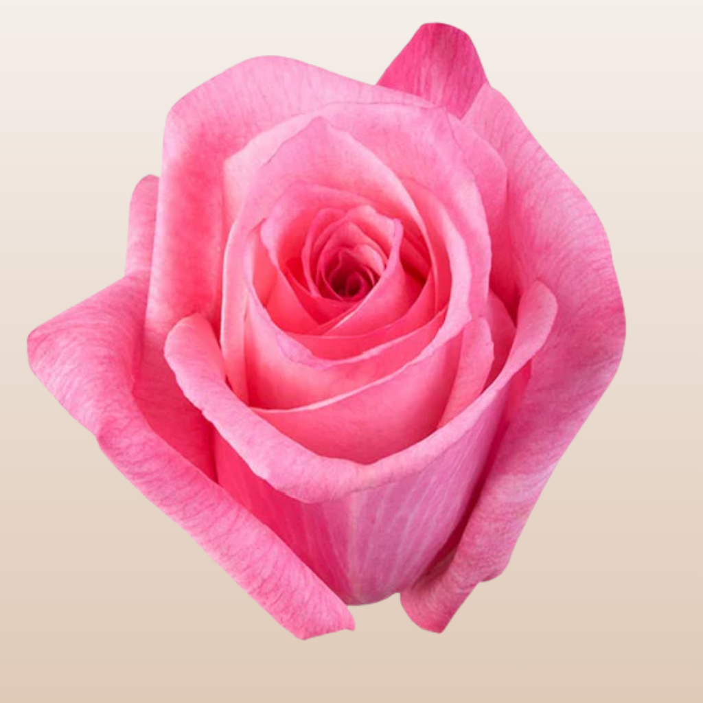 Dark Engagement Roses