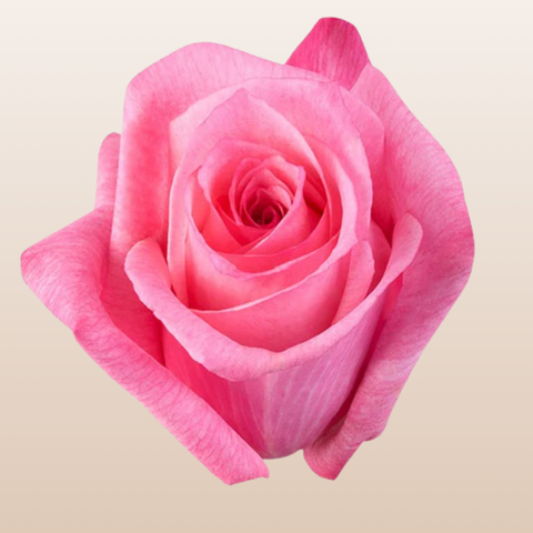 Dark Engagement Roses