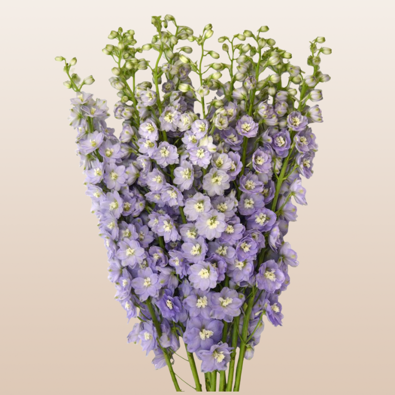Delphinium Astolat Lavender