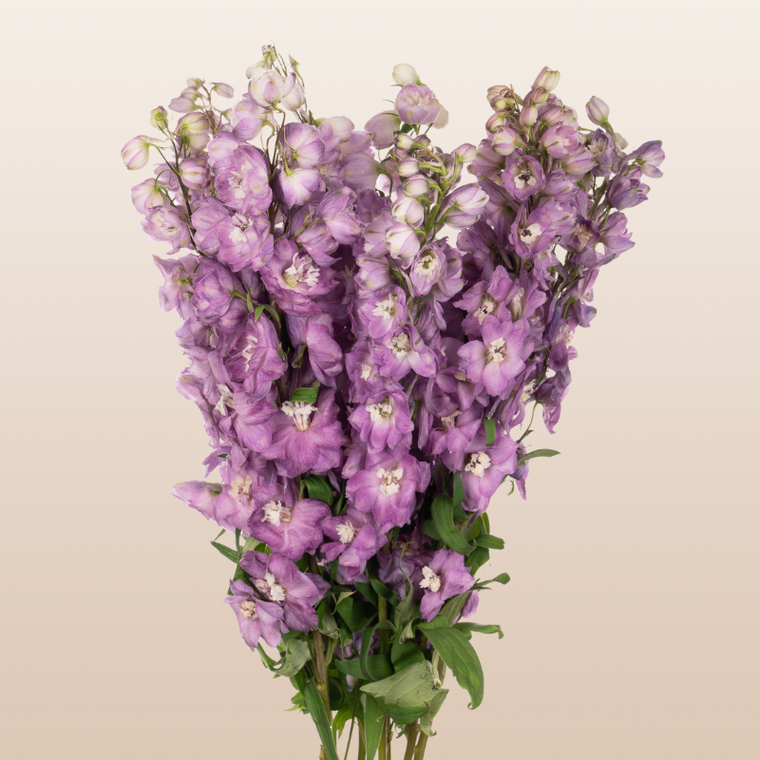 Delphinium Magic Fountain Purple