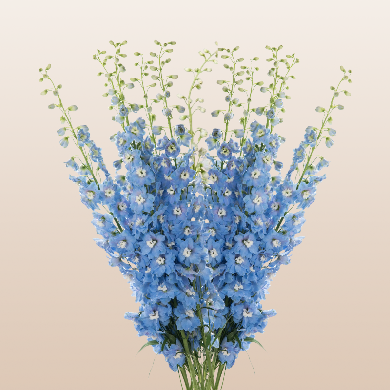 Delphinium Sky Blue