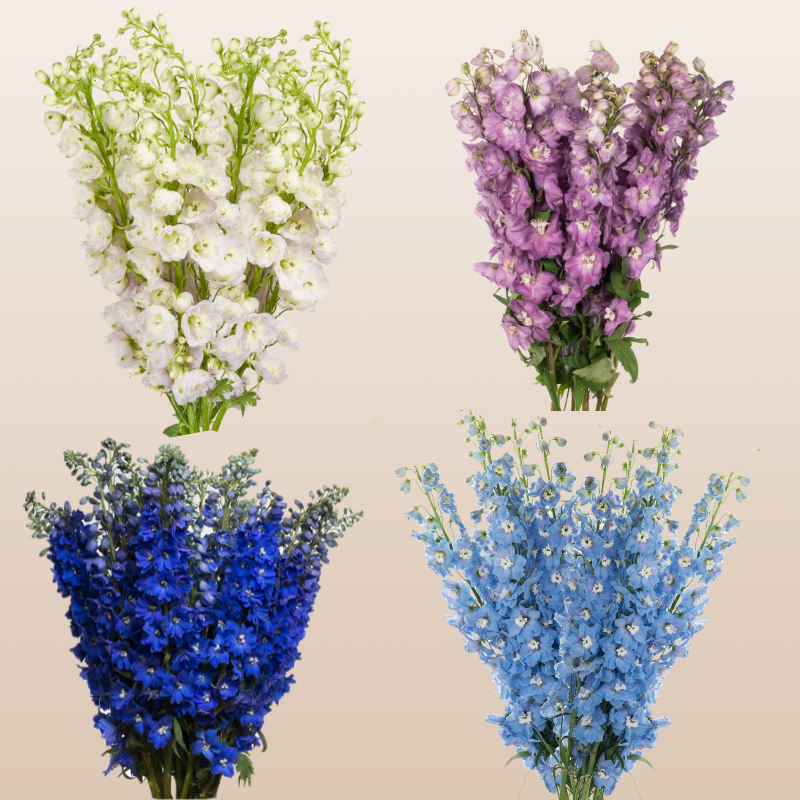 Delphinium Assorted 60cm – EbloomsDirect