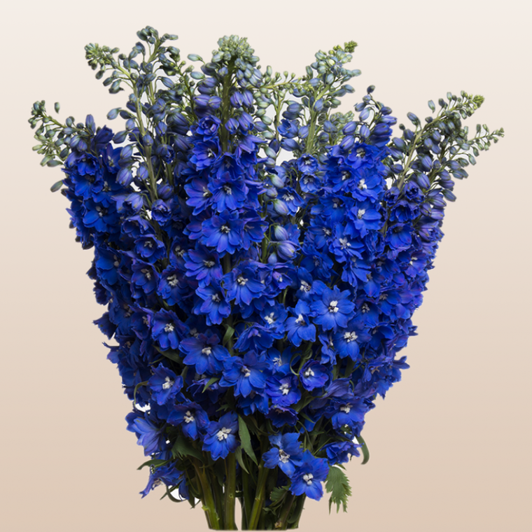 Delphinium Blue Sea Walts