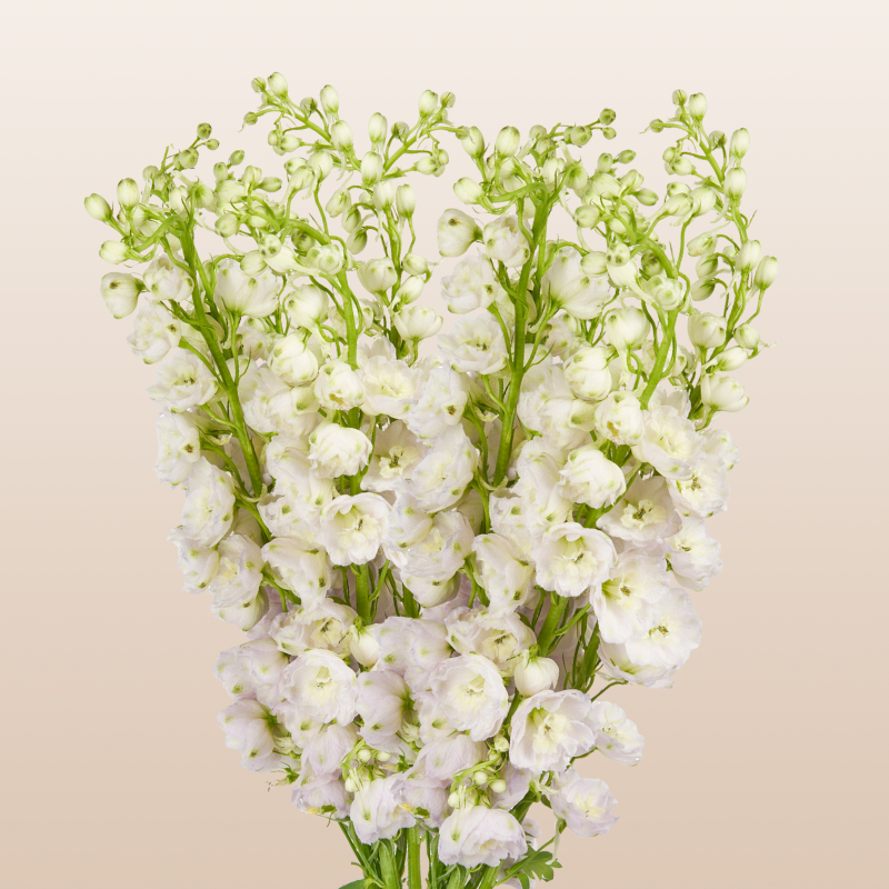 Delphinium White River