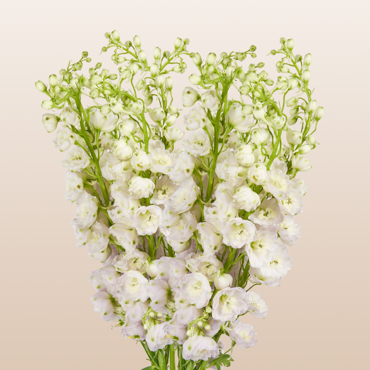 Delphinium White River