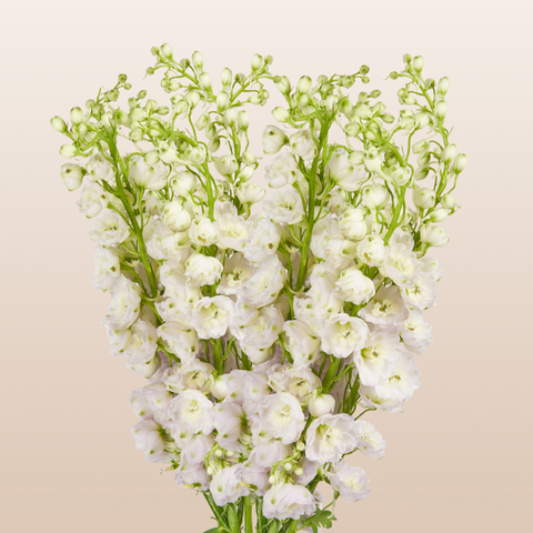 Delphinium White River
