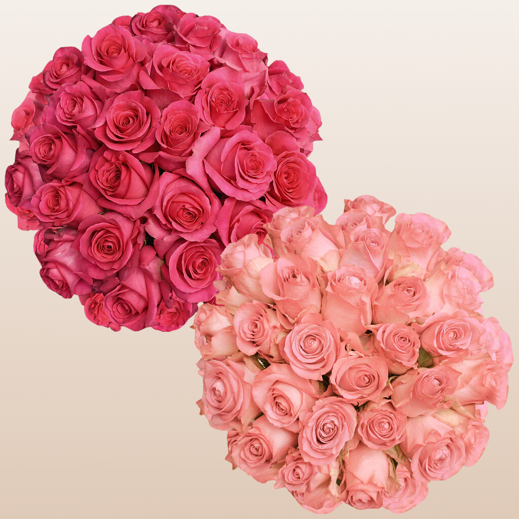 Duo Hot Pink - Light Pink Roses