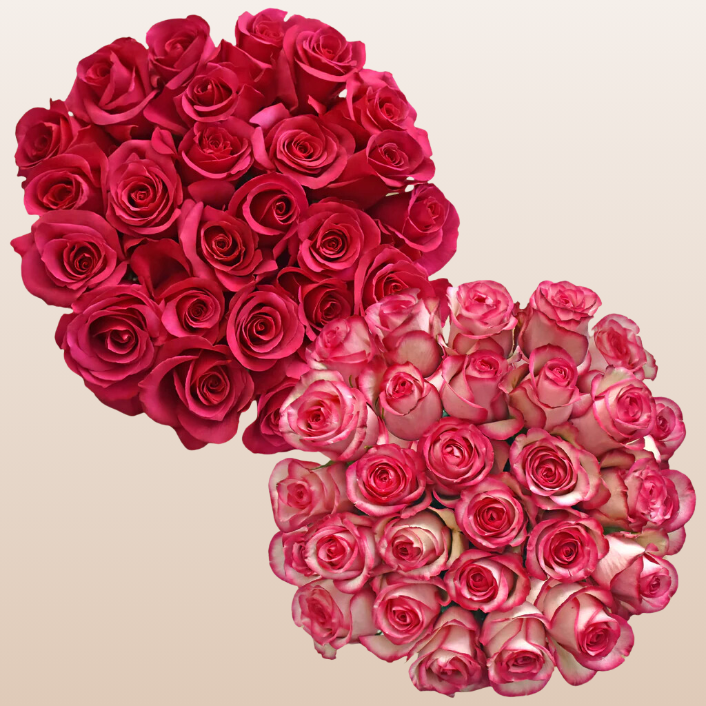 Hot pink & Bicolor Pink Roses – EbloomsDirect