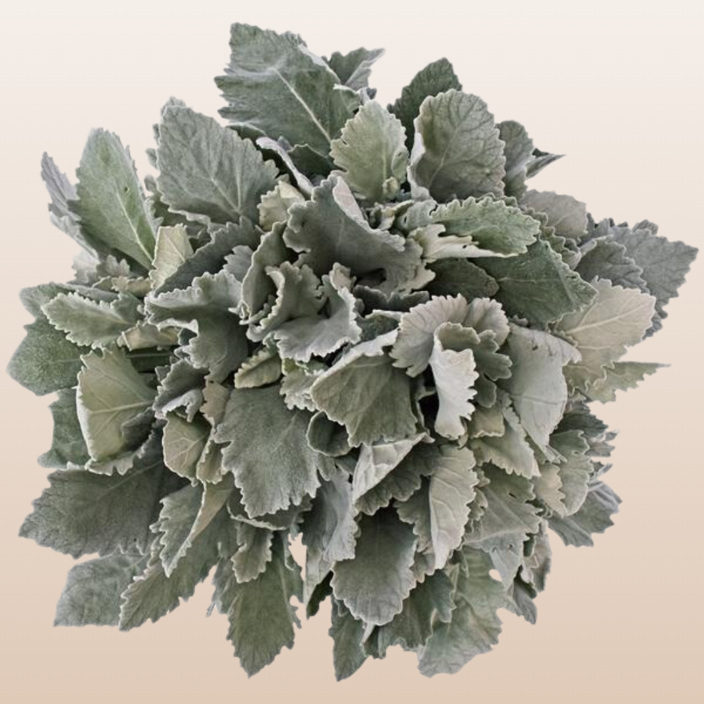 Dusty Miller Broad Leaf