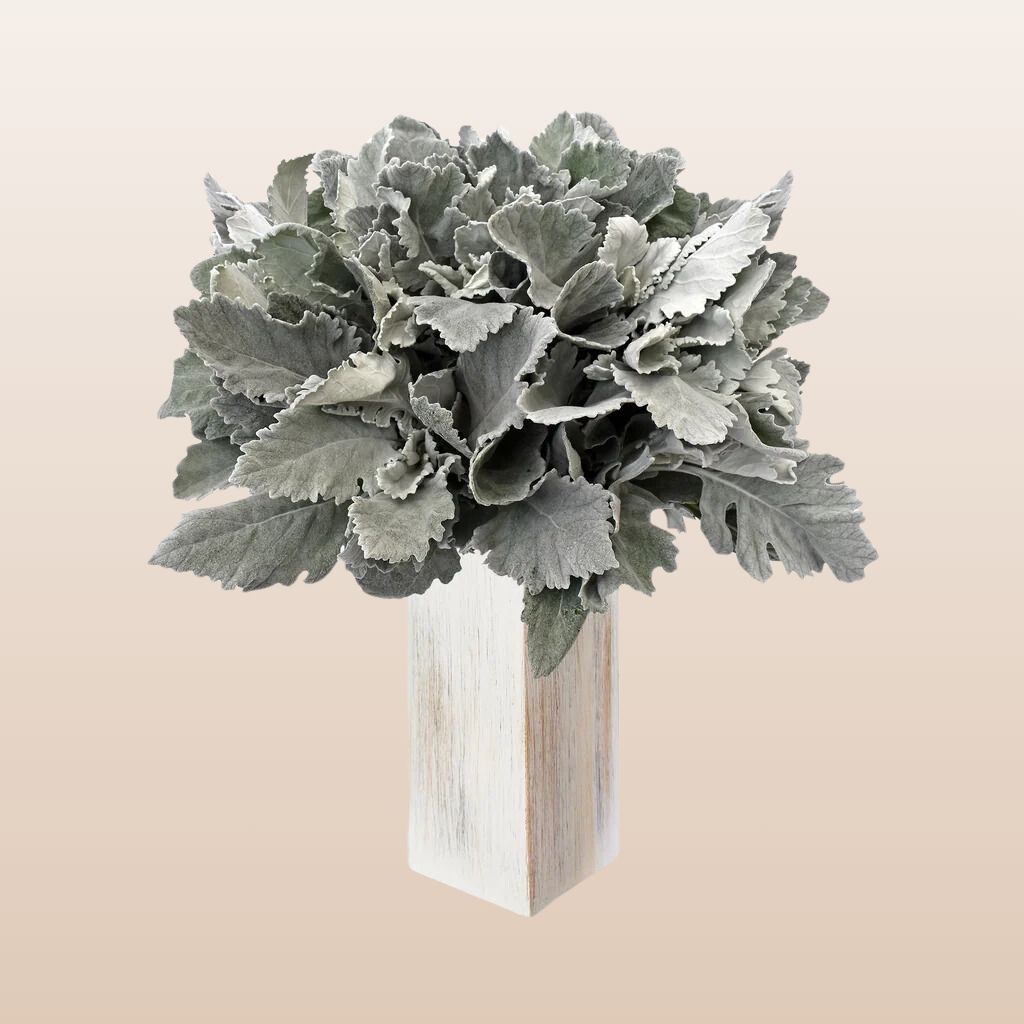Dusty Miller Broad Leaf