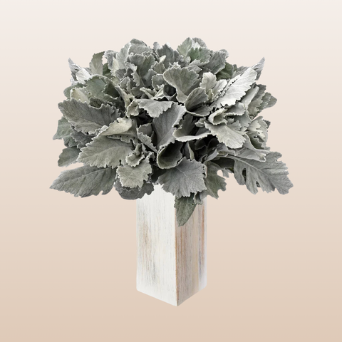 Dusty Miller Broad Leaf