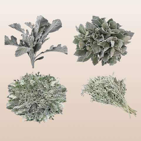 Dusty Miller Combo Mix