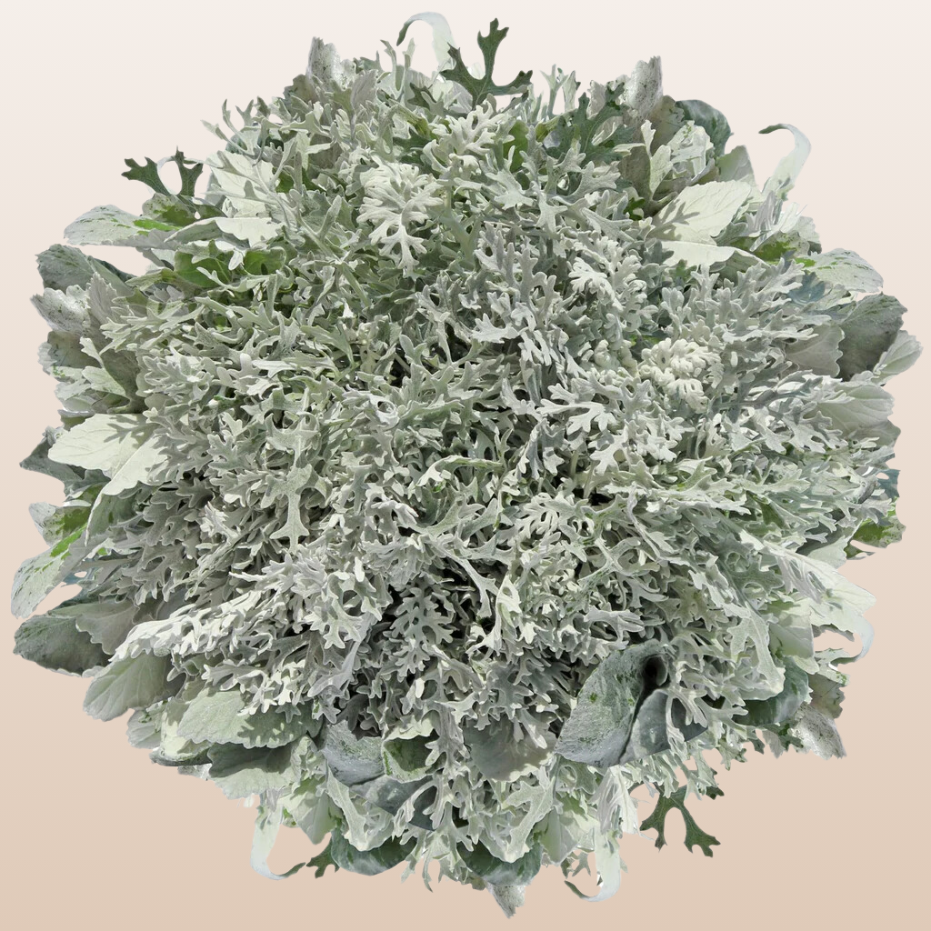Dusty Miller Lacey Leaf