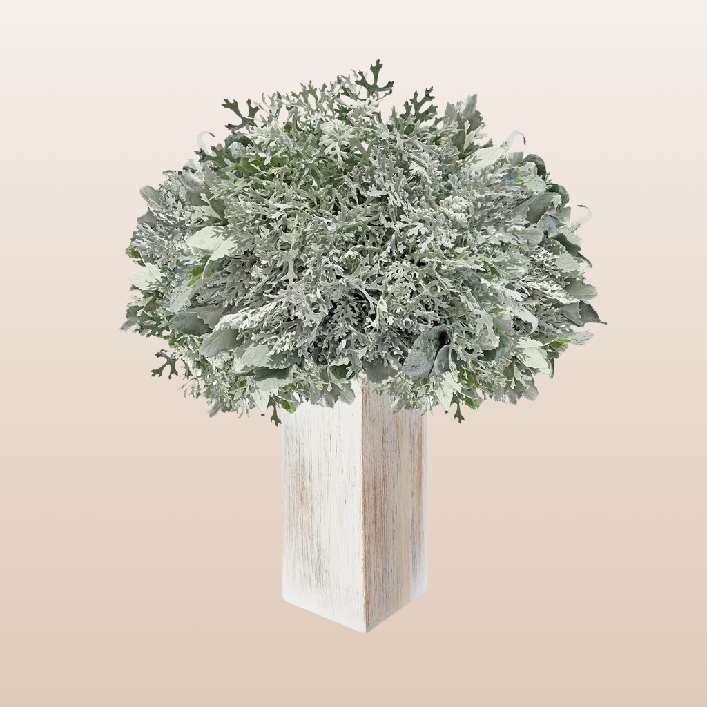 Dusty Miller Lacey Leaf