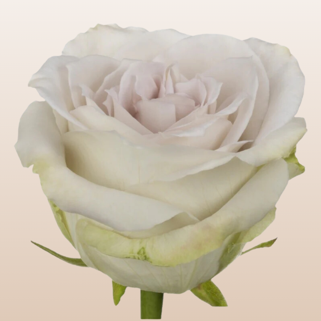 Early Grey Rose variety