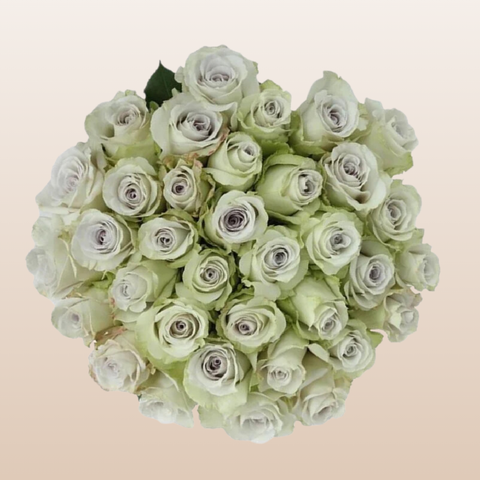 Early Grey Rose variety