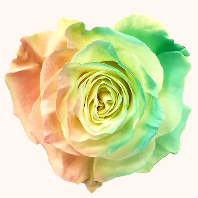 Easter Egg Rainbow Tinted Roses