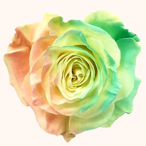 Easter Egg Rainbow Tinted Roses