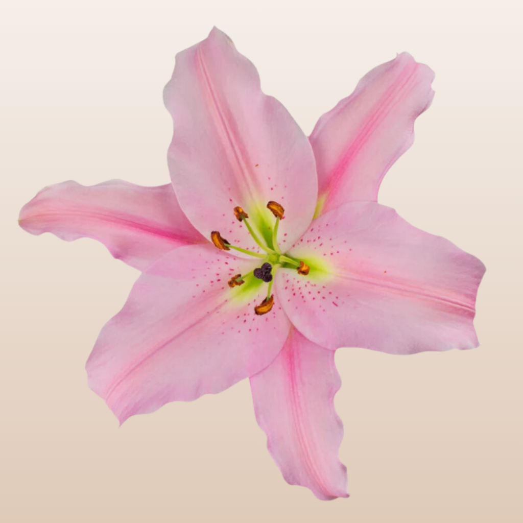 Emani Light Pink O Lilies