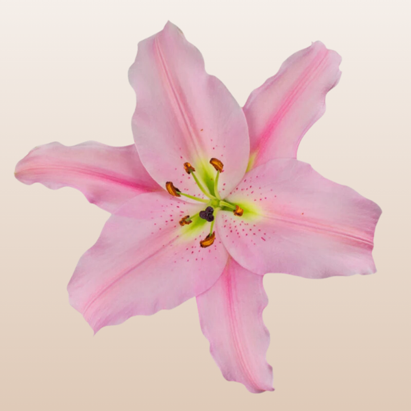 light pink lily flower Emani Light Pink O Lilies – EbloomsDirect